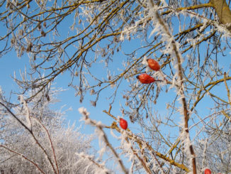 Rot weisses Winterbild