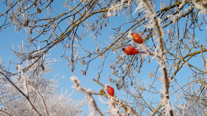 Rot weisses Winterbild