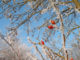 Rot weisses Winterbild